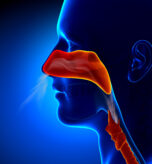 Are Allergies Related to Sinus Problems? | ENT Care in Qatar